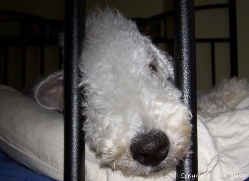 Alanus 27092006-1.jpg